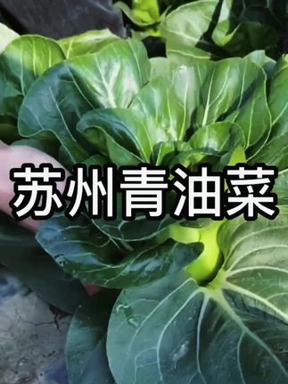 #种子 #种植 #农业 #农业种植 #苏州青