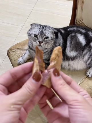 哆爱哆萌蒸煮金枪鱼#萌宠