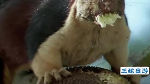 眼镜王蛇打架#动物科普 #蛇