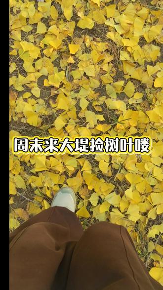 捡秋🍂
留住秋天的浪漫#手工 #树叶相框画