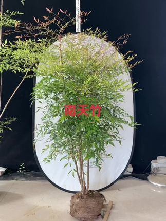南天竹 #南天竹 #庭院 #客厅盆栽绿植推荐南天竹,耐寒,抗旱,四季不落叶,春夏为翠绿色,秋冬变为紫红色,天气越冷叶子越红,适合客厅,阳台,办公室摆放,庭院美化种植观赏,喜欢的请双击+关注