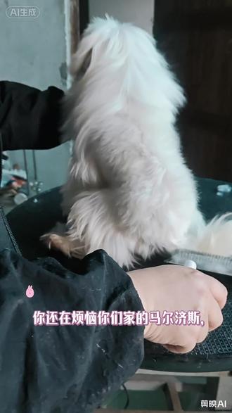 #马尔济斯 #西施 #约克夏 一招教会你如何把棉毛小狗变成丝毛小狗
