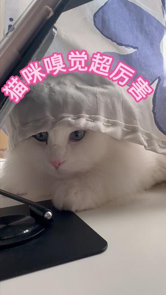 你知道猫的嗅觉有多厉害吗?就这么说吧,方圆 3 公里内藏着几只小猫,它随便动下鼻子就一清二楚。
猫咪的嗅觉可是人类的 14 倍以上,能揪出那些超微弱的气味。咱人类顶多闻到 1 米外的饭香,猫咪直接能嗅到 14 米!
更绝的是,猫咪还能闻到咱们根本感知不到的气味,全靠它嘴巴里的犁鼻器!犁鼻器里的嗅黏膜能收集空气中的信息素,传给大脑分析。咱们平时看到的猫咪一脸 “震惊” 的样子,这是它在拿犁鼻器验货呢。
并且啊嗅觉还是猫咪的社交神器!它们闻闻对方的屁屁,就能知道彼此的年龄、心情、身体咋样。所以下次你家猫把屁屁怼你脸上,别嫌弃!这是它在跟你做自我介绍呢!
你们家猫有没有干过这种 “社交牛逼症” 的事儿?评论区分享一下吧!#猫 #猫咪的迷惑行为 #毛孩子 #宠物知识