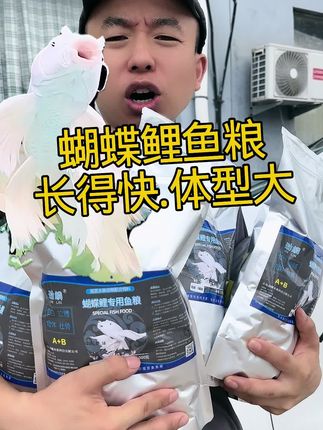 蝴蝶鲤鱼粮#蝴蝶鲤#鱼食