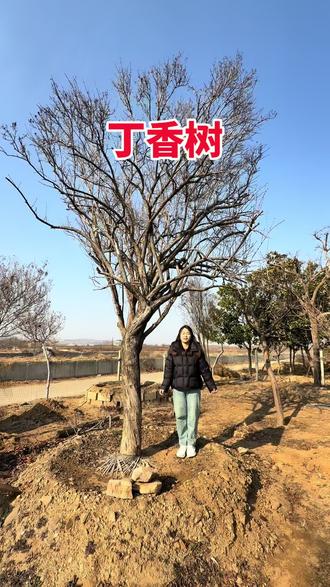 丁香家中放,日子一定旺#别墅庭院植物 #幸福树