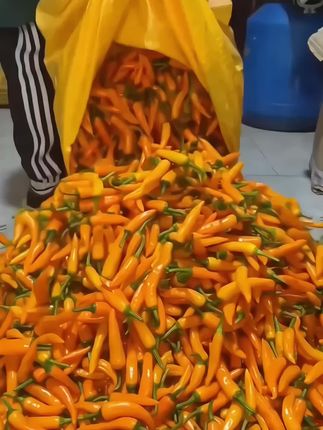 #无辣不欢 #永安黄椒 #优质农产品 #强烈推荐 #抖音好货推荐给你 比小米辣还要辣十倍的福建永安黄椒,现摘现发,农家种植源产地直发,福鼎肉片同款辣椒