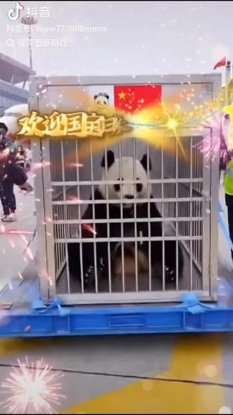 曉曉和蕾蕾大熊貓,从日本🇯🇵回到成都。