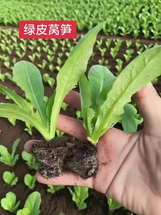 #莴笋苗 #阳台小院均可种植 #新农人计划 #三农