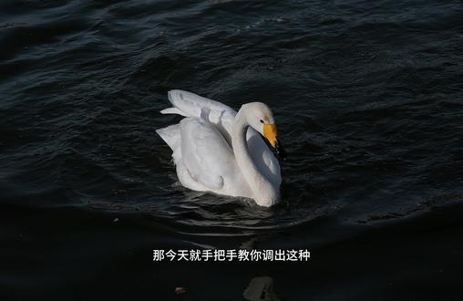 别再删天鹅废片了!这个调色方法巨好用 随手拍的天鹅太普通?1 分钟教你调出通透质感!
光影调整 + 色彩优化 + 蒙版精修,三步搞定,新手也能学会~
评论区蹲作业,教你针对性修图!
#摄影修图 #调色教程 #天鹅 #后期技巧#青年创作者成长计划