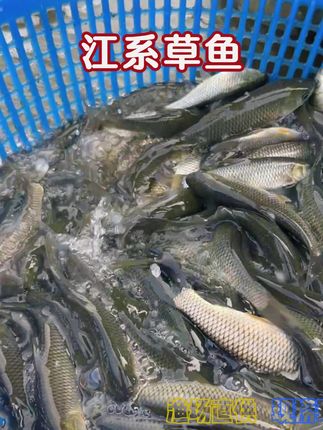 长江草鱼苗,可套养,一亩塘自然散养300-500条 #草鱼 #四大家鱼养殖 #水产养殖 #水产人