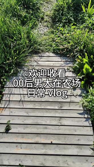 手动给大鸡迁徙 又是忙碌的一天,这两天看一下鸡坚强和大鹅能不能和四只母鸡好好相处#00后 #农场 #云南 #土鸡 #忙碌的一天