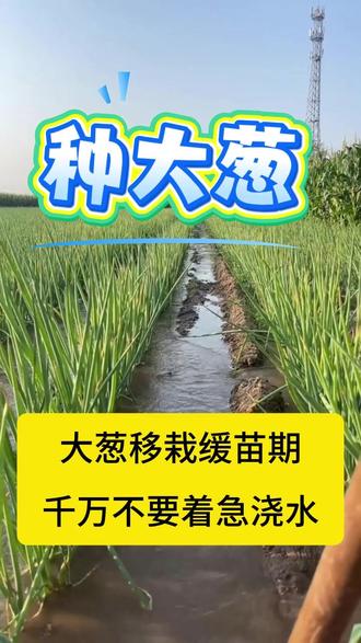 大葱移栽缓苗期 千万不要着急浇水 #大葱病害防治 #大葱高产 #大葱底肥 #大葱叶面肥 #大葱培土
