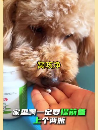 #窝咳净 #养狗经验分享 #猫狗通用#萌宠好物 #养狗