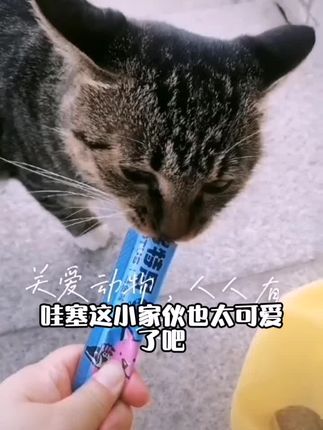#我和流浪猫的故事