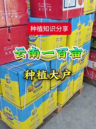 云南露天西红柿种植效果太好了 西红柿专用膨果肥 #大棚西红柿 #膨果肥 #膨果峰 #西红柿种植