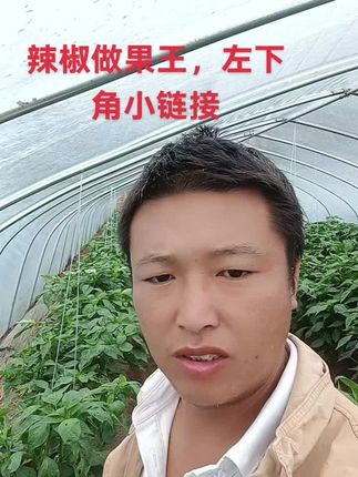 #辣椒种植 #优质农产品 #农业种植技术 #种植大棚 #一份耕耘一份收获