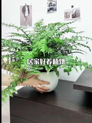 #天然空气净化器 #吸异味 #治愈系 #居家好养吉姆蕨