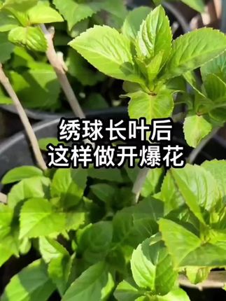 #绣球 长叶后,别修剪别换盆,这样做,爆盆爆花 #分享家庭养花知识 #爱生活爱养花
