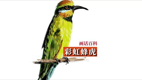 超级漂亮的彩虹蜂虎画法 超级好看的蜂虎科小鸟,一起来画吧#画画#儿童科普 #百科知识 #速写 #动物科普