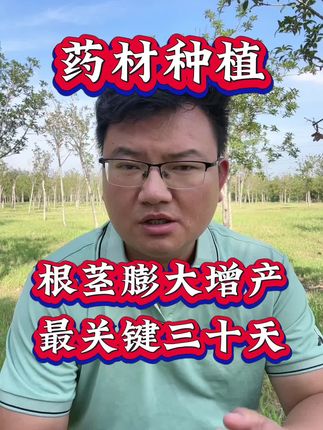 大暑到处暑,是根茎药材膨大增产非常关键的三十天#药材种植 #中药材种植 #药材管理 #药材
