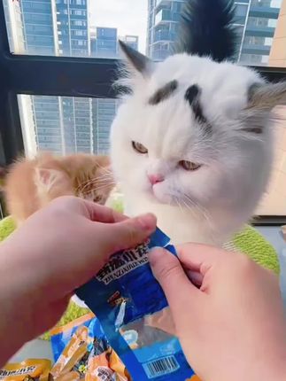 这个价格确实挺划算的.主要配料表也干净.小猫也爱吃.买一次可以吃半个月#鱼油鸡胸肉 #馋猫