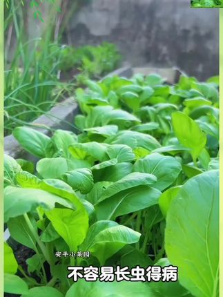 学会这个方法,轻松解决种菜难题#种菜 #生石灰粉 #生石灰粉在农业上的妙用 #在家种菜 #种植小技巧