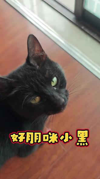 窗外的猫猫 小黑是我投喂的猫猫中胆子最大的猫。她敢跳窗来我家,我家原住民呢还是有点怕她的。小黑真的是一天来我家好几次。#黑玄猫 #热门小黑猫 #窗户边的猫 #涨粉一千万 #玩法达人 @DOU+小助手