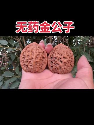 #文玩核桃 #金公子