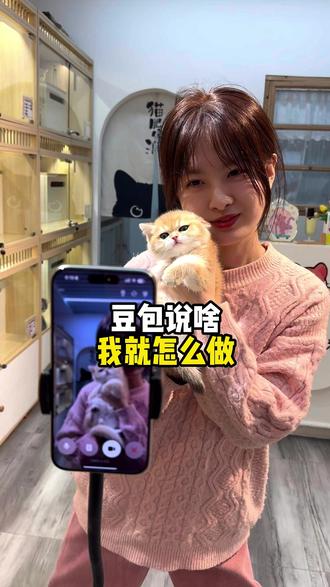 和豆包聊完,我说了个数 #金渐层 #英短金渐层 #小马说猫 #豆包 #在拍一种很新的vlog