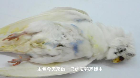 依旧胡闹标本 #标本制作 #虎皮鹦鹉