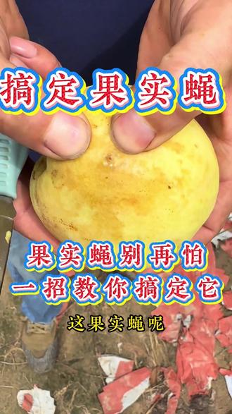 果实蝇别害怕 一招教你搞定它 #果实蝇 #蔬菜种植 #农业种植 #果树种植 #小飞虫