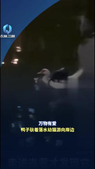 鸭子驮着落水幼猫游向岸边#动物 #暖心 #感动
