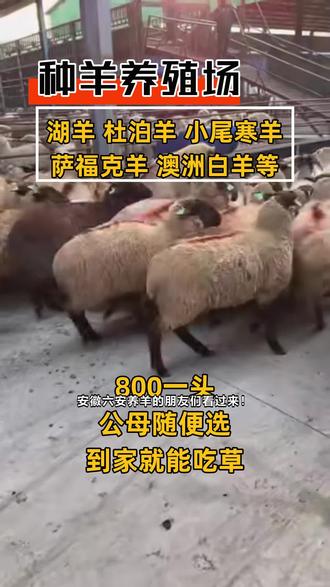 安徽六安萨福克羊养殖 #萨福克种羊繁育基地 #萨福克绵羊 #萨福克绵羊一只多少钱