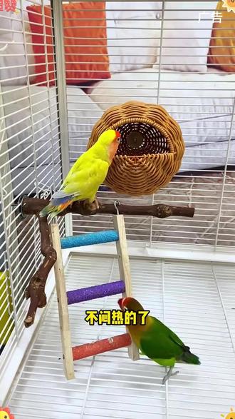 仿编藤G型鸟窝,鹦鹉窝藤条吊窝#鸟窝