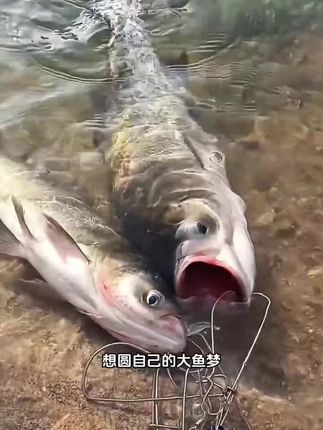 #鲢关东 #户外钓鱼