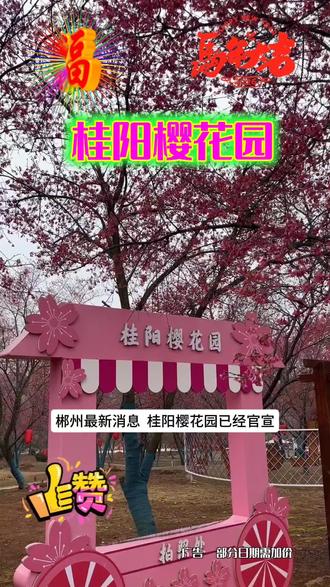 桂阳樱花园已经官宣,中国红樱花已开满园!现新春赏花单人票仅需29.9#桂阳樱花园#新年快乐 #赏樱花