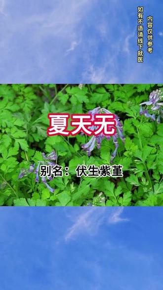 今日识本草之一夏天无 别名:伏生紫堇 夏无踪 落水珠等,为罂粟科紫堇属多年生草本植物,因 “夏季茎叶枯萎、踪迹难寻” 得名。
#夏天无 #植物科普 #科普 #中草药 #健康养生