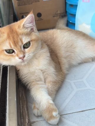 自用木薯猫砂,现在19.9就能到手两袋,结团快不扬尘#元气怪兽木薯猫砂 #木薯猫砂 #猫砂推荐