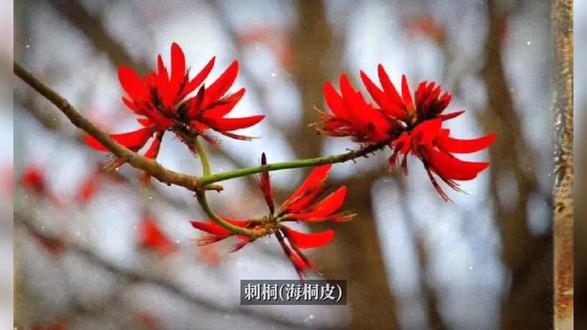 刺桐(海桐皮)的作用与功效