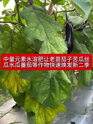中量元素水溶肥让老苗的茄子辣椒番茄水瓜丝瓜等等作物快速焕发新二季#抖音助农#新农人计划#快速提苗#焕发新二季#水溶肥