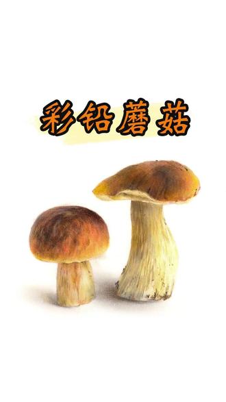 【彩铅】来教大家画写实蘑菇啦~
超详细教程奉上!快一起画起来吧
#彩铅教程 #彩铅手绘 #彩铅临摹 #小白学画画 #蘑菇