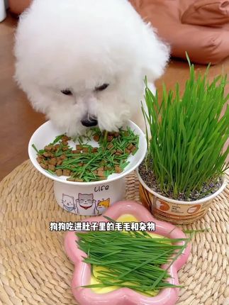小狗狗也有狗草可以吃啦#萌宠好物 #狗草 #猫草 #新手养宠