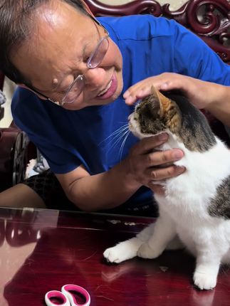 给安大发剪指甲 鸡眼了,厉害的安大发#小猫咪 #猫咪日常 #猫#喵星人 #宠物