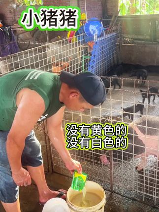 #喂猪 #养猪#养猪人#养猪专业户#养猪人