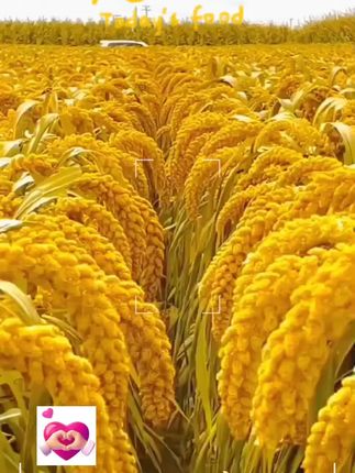 #敖汉小米 #小米粥#营养粥 #优质农产品 #优质农产品原产地