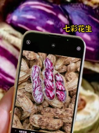 云南七彩花生农家自种#优质农产品 #源头好货 #七彩花生#产地直发#七彩花生原产地