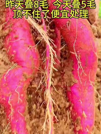 正宗陕西板栗红薯 粉面香甜 可以吃出糖炒板栗的香味 #红薯 ##粗粮 #农产品 #番薯 #小时候味道