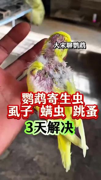 #鹦鹉驱虫#手养鹦鹉#鹦鹉驱虫粉#鹦鹉掉毛@抖音小助手 @DOU+上热门