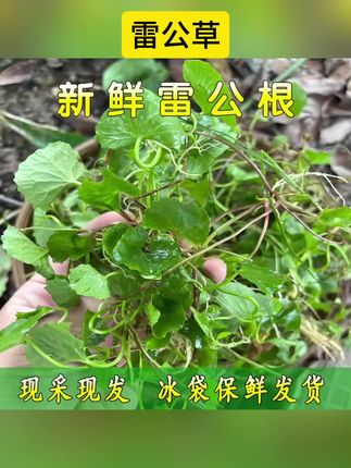 广东雷公根积雪草崩大碗马蹄菜新鲜现摘煲汤凉茶#好物推荐🔥 #内容过于真实 #好东西一起分享 #抖音小助手 #抖音小助手dou上热门