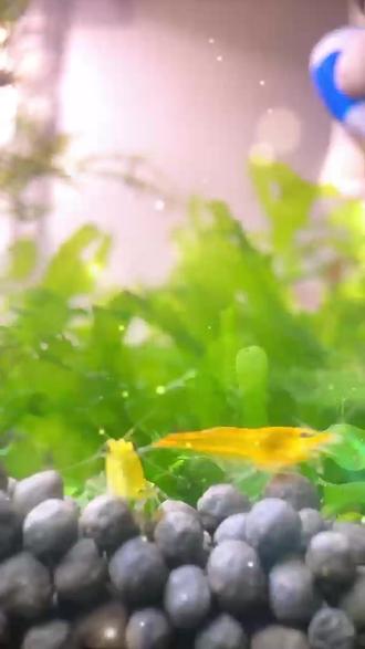 缸内清洁小能手,能干又漂亮 漂亮的小虾自成一到风景#草缸造景 #鱼儿水中游 #佛鳄龟 #鱼缸过滤 #养鱼养心